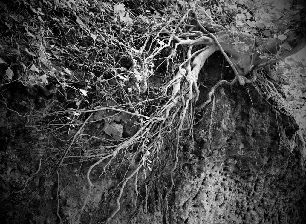 Queer and Trans&nbsp;Decolonization